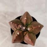 ASTROPHYTUM cv KIKKO Nº 1085  - vaso 09