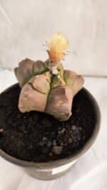 ASTROPHYTUM cv KIKKO Nº 1085  - vaso 15 - Imagem 7