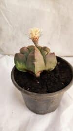 ASTROPHYTUM cv KIKKO Nº 1085  - vaso 15 - Imagem 6