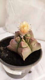 ASTROPHYTUM cv KIKKO Nº 1085  - vaso 15 - Imagem 5