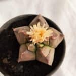 ASTROPHYTUM cv KIKKO Nº 1085  - vaso 15