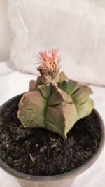 ASTROPHYTUM cv KIKKO Nº 1086  - vaso 15 - Imagem 8