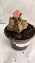 ASTROPHYTUM cv KIKKO Nº 1086  - vaso 15 - Imagem 5