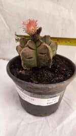 ASTROPHYTUM cv KIKKO Nº 1086  - vaso 15 - Imagem 4