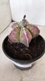 MATRIZ ASTROPHYTUM cv KIKKO Nº 1090 – vaso 15 - Imagem 6