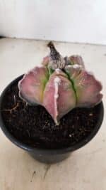 MATRIZ ASTROPHYTUM cv KIKKO Nº 1090 – vaso 15 - Imagem 9