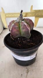 MATRIZ ASTROPHYTUM cv KIKKO Nº 1090 – vaso 15 - Imagem 4