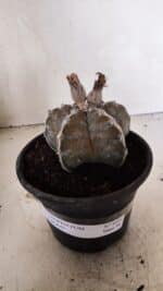 ASTROPHYTUM cv KIKKO Nº 1091 – vaso 15 - Imagem 2