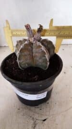 ASTROPHYTUM cv KIKKO Nº 1091 – vaso 15 - Imagem 4