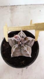 ASTROPHYTUM cv KIKKO Nº 1091 – vaso 15