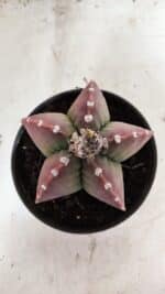 MATRIZ ASTROPHYTUM cv KIKKO Nº 1092 – vaso 15 - Imagem 3