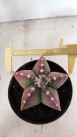 MATRIZ ASTROPHYTUM cv KIKKO Nº 1092 – vaso 15