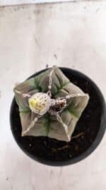 MATRIZ ASTROPHYTUM cv KIKKO Nº 1093 – vaso 15 - Imagem 3