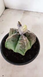 MATRIZ ASTROPHYTUM cv KIKKO Nº 1093 – vaso 15 - Imagem 7