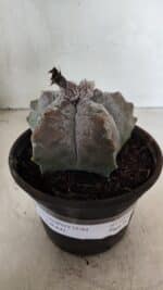 MATRIZ ASTROPHYTUM cv KIKKO Nº 1094 – vaso 15 - Imagem 2