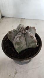 MATRIZ ASTROPHYTUM cv KIKKO Nº 1094 – vaso 15 - Imagem 6