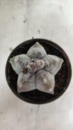 MATRIZ ASTROPHYTUM cv KIKKO Nº 1094 – vaso 15 - Imagem 3