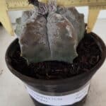 MATRIZ ASTROPHYTUM cv KIKKO Nº 1094 – vaso 15