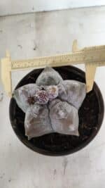 MATRIZ ASTROPHYTUM cv KIKKO Nº 1094 – vaso 15 - Imagem 5