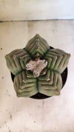 MATRIZ ASTROPHYTUM cv KIKKO Nº 1097 – vaso 17 - Imagem 3