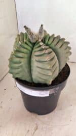 MATRIZ ASTROPHYTUM cv KIKKO Nº 1097 – vaso 17 - Imagem 9