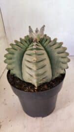 MATRIZ ASTROPHYTUM cv KIKKO Nº 1097 – vaso 17 - Imagem 7