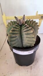 MATRIZ ASTROPHYTUM cv KIKKO Nº 1097 – vaso 17