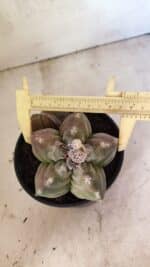 MATRIZ ASTROPHYTUM cv KIKKO "BICÉFALO" Nº 1098 – vaso 15 - Imagem 5