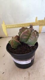 MATRIZ ASTROPHYTUM cv KIKKO "BICÉFALO" Nº 1098 – vaso 15