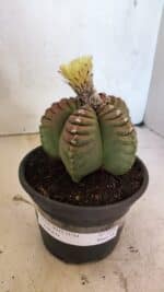 MATRIZ ASTROPHYTUM cv KIKKO Nº 1099 – vaso 15 - Imagem 2