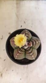 MATRIZ ASTROPHYTUM cv KIKKO Nº 1099 – vaso 15 - Imagem 9