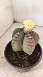 MATRIZ ASTROPHYTUM cv KIKKO Nº 1099 – vaso 15 - Imagem 7