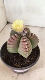 MATRIZ ASTROPHYTUM cv KIKKO Nº 1099 – vaso 15 - Imagem 6