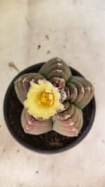 MATRIZ ASTROPHYTUM cv KIKKO Nº 1099 – vaso 15 - Imagem 3