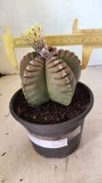 MATRIZ ASTROPHYTUM cv KIKKO Nº 1099 – vaso 15 - Imagem 4