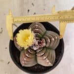 MATRIZ ASTROPHYTUM cv KIKKO Nº 1099 – vaso 15