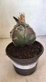 MATRIZ ASTROPHYTUM cv KIKKO "4 Quinas"  Nº 1100 – vaso 15 - Imagem 2