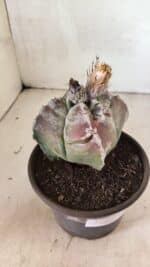 MATRIZ ASTROPHYTUM cv KIKKO "4 Quinas"  Nº 1100 – vaso 15 - Imagem 8