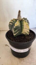 MATRIZ ASTROPHYTUM cv KIKKO "Variegata"  Nº 1101 – vaso 15 - Imagem 2