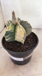 MATRIZ ASTROPHYTUM cv KIKKO "Variegata"  Nº 1101 – vaso 15 - Imagem 10