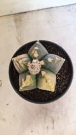 MATRIZ ASTROPHYTUM cv KIKKO "Variegata"  Nº 1101 – vaso 15 - Imagem 9