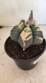 MATRIZ ASTROPHYTUM cv KIKKO "Variegata"  Nº 1101 – vaso 15 - Imagem 8