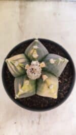 MATRIZ ASTROPHYTUM cv KIKKO "Variegata"  Nº 1101 – vaso 15 - Imagem 3