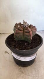 MATRIZ ASTROPHYTUM cv KIKKO Nº 1102 – vaso 15 - Imagem 2