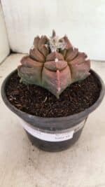MATRIZ ASTROPHYTUM cv KIKKO Nº 1102 – vaso 15 - Imagem 9