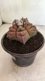 MATRIZ ASTROPHYTUM cv KIKKO Nº 1102 – vaso 15 - Imagem 8