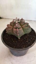 MATRIZ ASTROPHYTUM cv KIKKO Nº 1102 – vaso 15 - Imagem 7