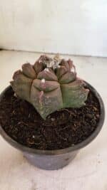 MATRIZ ASTROPHYTUM cv KIKKO Nº 1102 – vaso 15 - Imagem 6