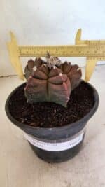 MATRIZ ASTROPHYTUM cv KIKKO Nº 1102 – vaso 15 - Imagem 4