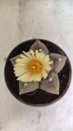 MATRIZ ASTROPHYTUM cv KIKKO Nº 1105 – vaso 15 - Imagem 5